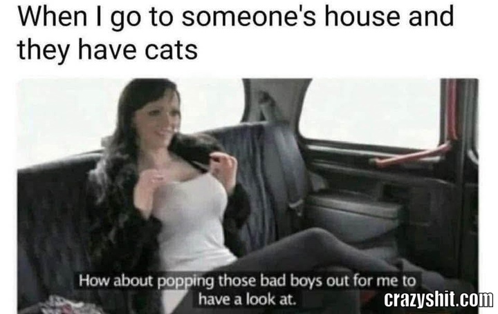 The Cats Are Crazy