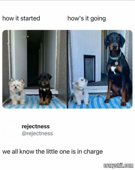 how it stared