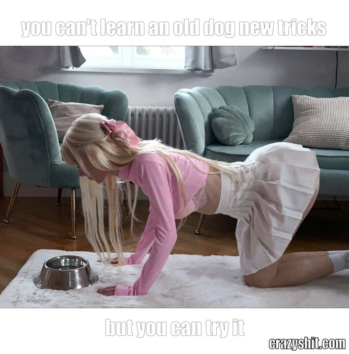 you can't learn an old dog new tricks