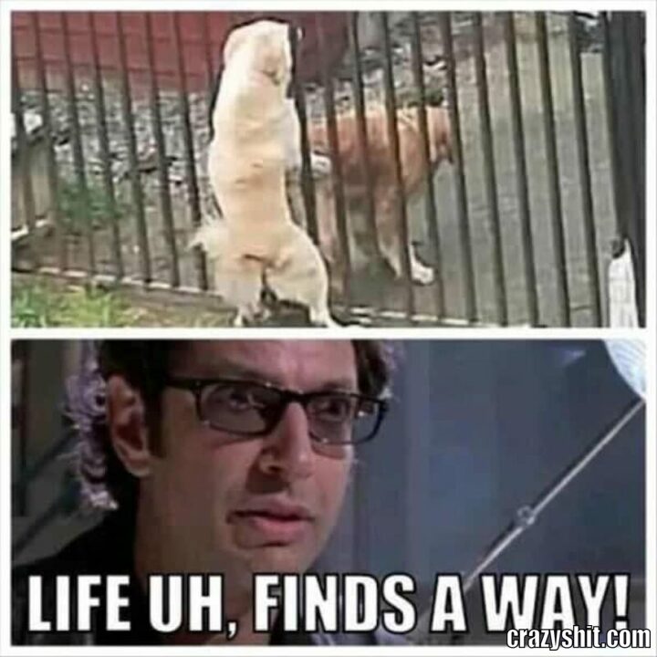 life finds his way