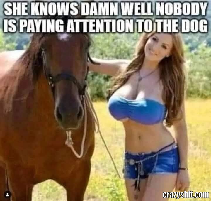 Poor Little Dog