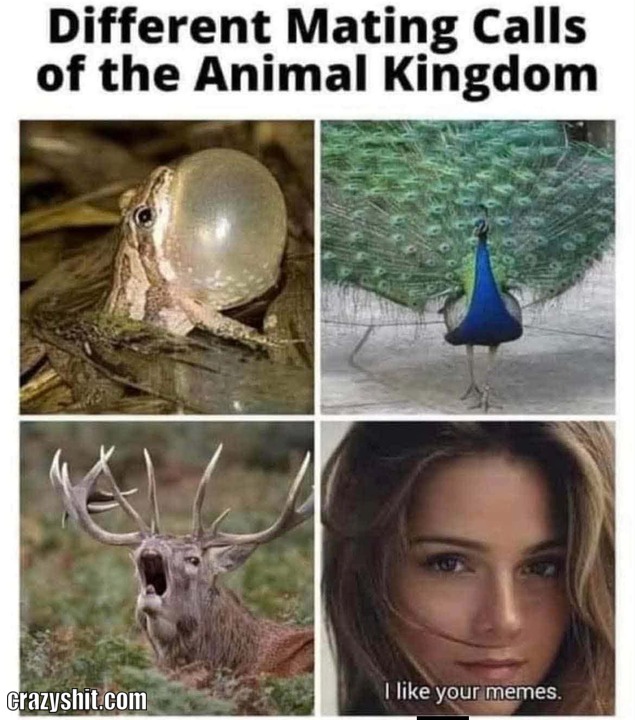 The Meme King