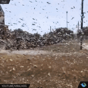 Our Southern Border Under the Obiden regime