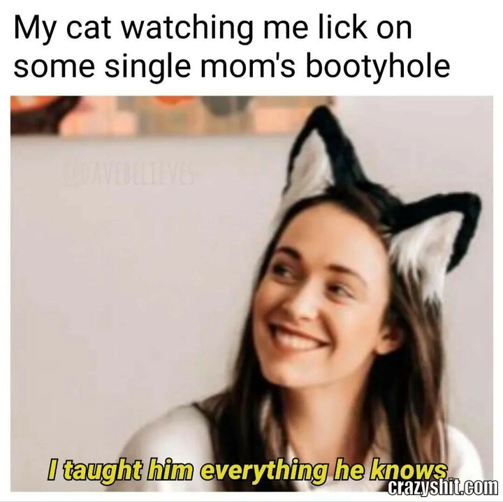 my cat