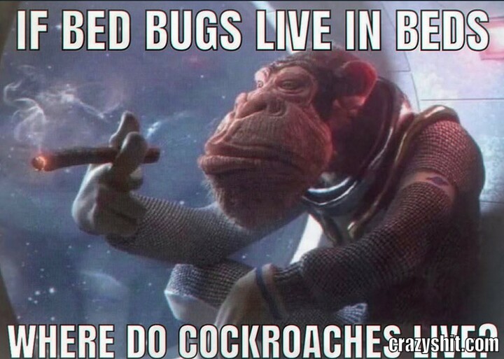 Cockroach Housing Crisis