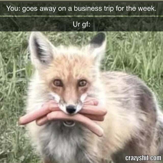 Business Trip Fox