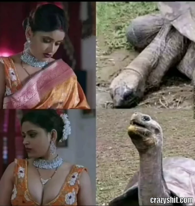 Big Turtle Energy