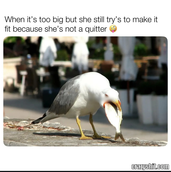 Not a Quitter