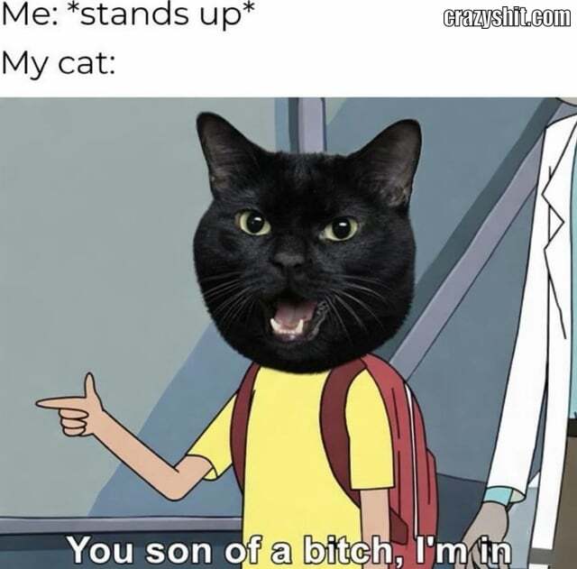 Cat Following