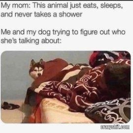 Me Or The Dog?