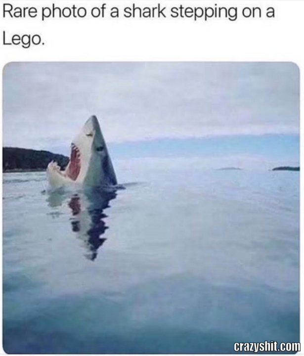 Lego Shark