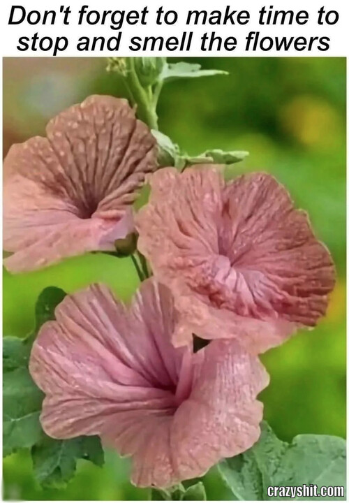 Smelling The Flowers
