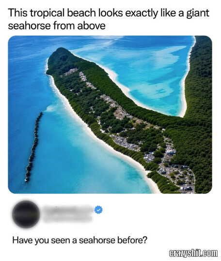 Definitely A Seahorse