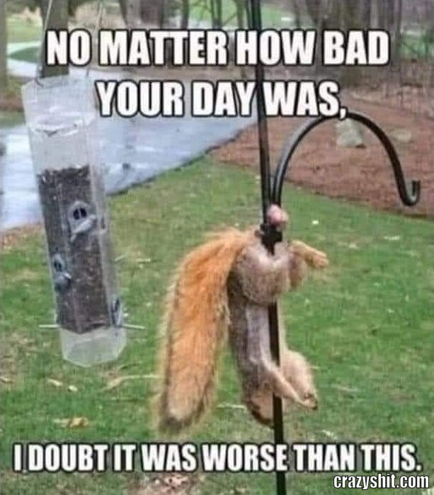 Bad Day Squirrel