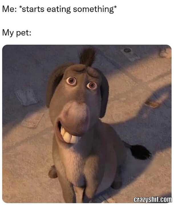Pet Begging
