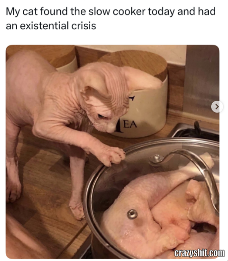 Cat Existential Crisis