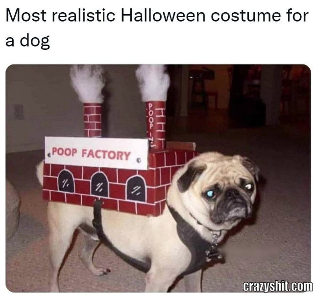 Perfect Halloween Costume