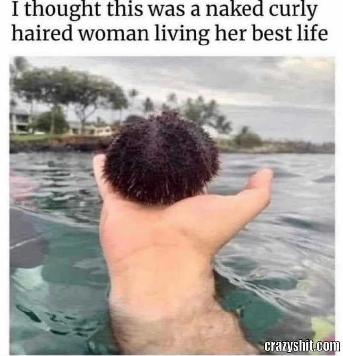 Sea Urchin In Disguise