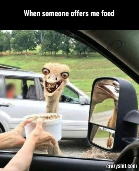 Ostrich Food