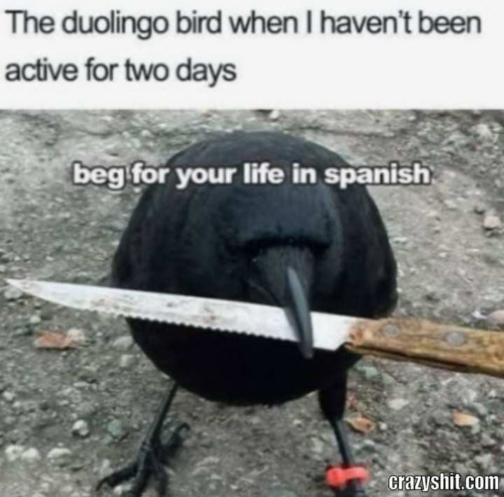 Duolingo Mad