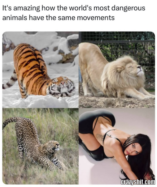 Animal Movement