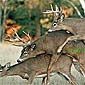 Deer Threesomes