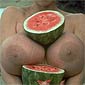 Those Are Some Nice Melons