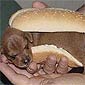 Would You Like a Hot Dog?
