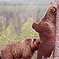 What Bears Really Do In The Woods