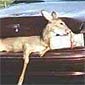 There's a Deer Sleeping On Your Car