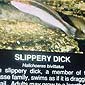 Slippery Dick