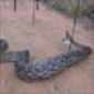 Alabama Black Snake