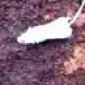 Centipede Vs Mouse