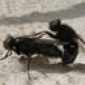 Couple Of Love Bugs