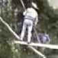 Idiot climbs tree, falls down