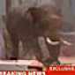 Crazy video of crazy Elephant Stomp, Stomp, Stomp