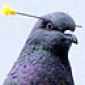 Pigeon gets dart stuck in its head