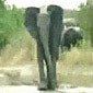 Charging elephant gets a slippery surprise