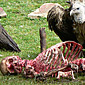 Vultures eating humans