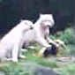 White tiger chews up stupid janitor