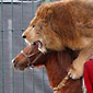 Lion riding a horse