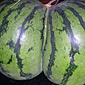 Watermelon ass
