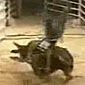 Airborne bull rider comes down on his head