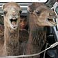 CamelBack Hatchback