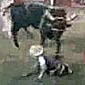 Bull stomps riders head to death