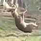 Oh Deer I Didn't Know You Were A Swinger