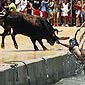 Swimming Of The Bulls