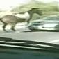 Wild Horse Don't Give A Fuck About Cars