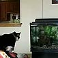 Cat vs Fish Tank