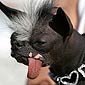 Ugliest Dog On The Planet